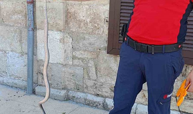 Hastane bahçesinde yılan yakalandı