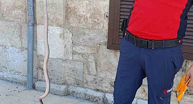 Hastane bahçesinde yılan yakalandı