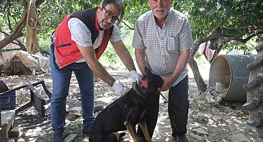 Hatay'da 4 mahallede kuduz karantinası