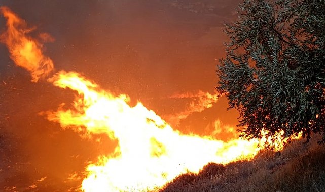 Hatay'da zeytinlikte yangın