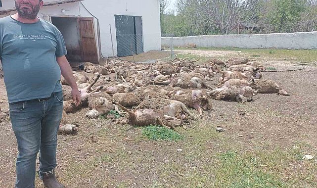 Haymana'da çiftliğe giren kurtlar 92 kuzuyu telef etti