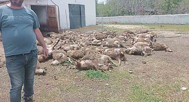 Haymana'da çiftliğe giren kurtlar 92 kuzuyu telef etti