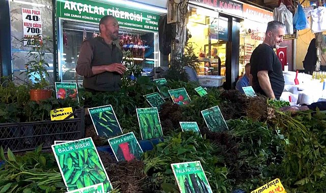 Hem ekonomik hem de organik...Fide tezgahları hareketlendi