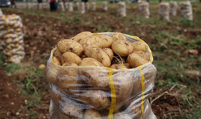 Hepsi geri gönderildi: Yurt dışından gelen 2 bin tondan fazla patates virüslü çıktı