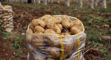 Hepsi geri gönderildi: Yurt dışından gelen 2 bin tondan fazla patates virüslü çıktı