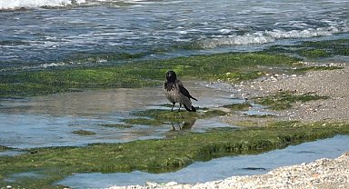 Hırsız karganın 'balık' ziyafeti güldürdü