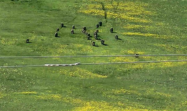 Horasan'da domuz sürüsü görüntülendi