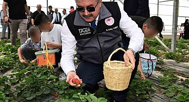 Huzurevinde kalan büyükler ve koruma altındaki çocuklar, çilek hasadı yaptı