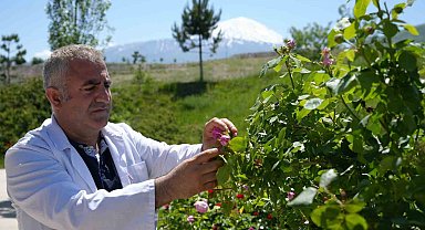Iğdır Üniversitesi'nde yetişen güller kozmetik ürünlere dönüşüyor