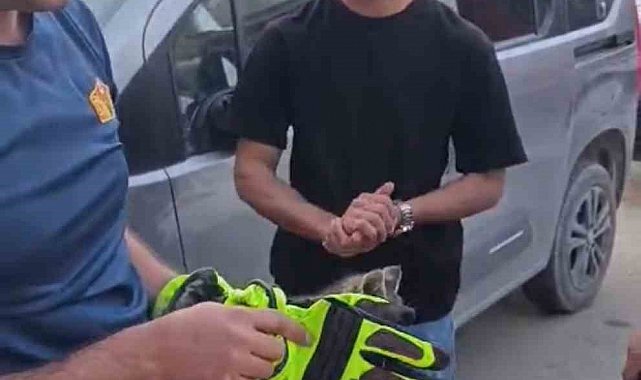 Iğdır'da aracın motor kısmında sıkışan yavru kedi kurtarıldı