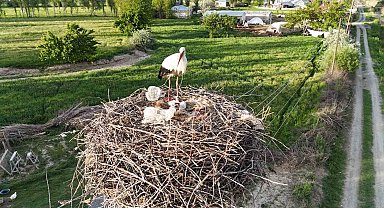 Iğdır'da elektrik direkleri leylek yuvasına dönüştü: O yuvalar havadan görüntülendi