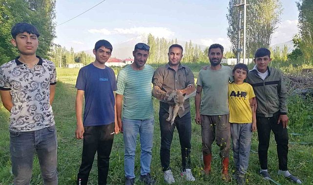 Iğdır'da yardıma muhtaç halde bulunan tilki doğal yaşamına kavuşturuldu