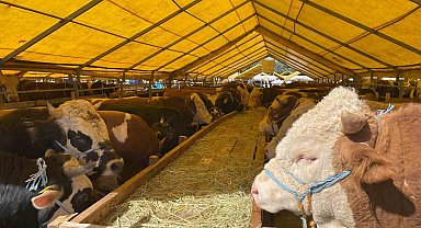 İhlas Vakfı Asya ve Afrika'da 6 ülkede kurban kesimi yapıyor