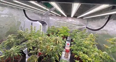 İklimlendirme sistemi ile evini kenevir tarlasına çevirdi