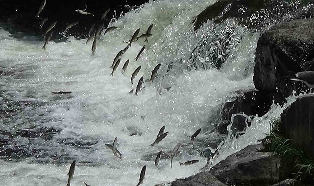 İnci kefalinin varoluş mücadelesi