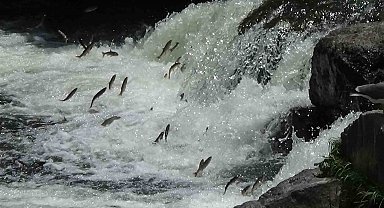 İnci kefalinin zorlu göçü devam ediyor