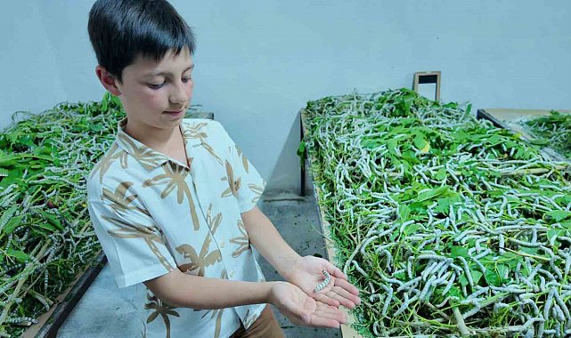 İpekböceği ırkları üzerinde ıslah çalışmaları