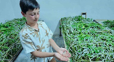 İpekböceği ırkları üzerinde ıslah çalışmaları