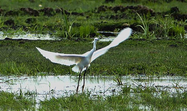 İron Sazlığına kuş akını