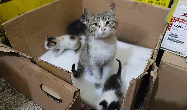 İş yerinde doğum yapan anne kedi ve yavrularına gözü gibi bakıyor