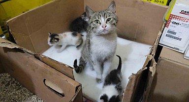 İş yerinde doğum yapan anne kedi ve yavrularına gözü gibi bakıyor