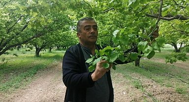 Isparta'da don kayısı üreticilerini zarara uğrattı