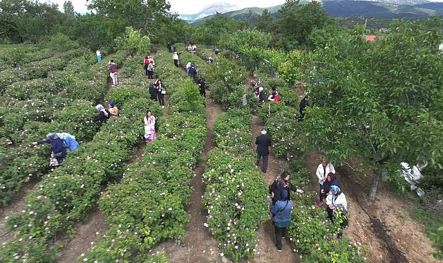 Isparta'da gül hasadı, festival coşkusunu doruklara taşıdı