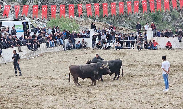 İspir'de boğalar sahada sahipleri saha dışında birbirine girdi