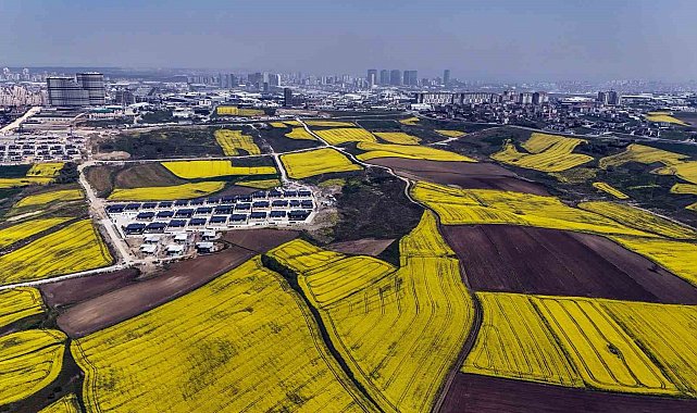 İstanbul kanola tarlaları ile süslendi