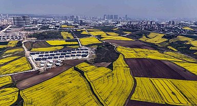 İstanbul kanola tarlaları ile süslendi