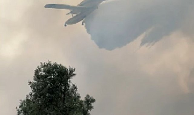 İzmir'de zeytinlik alandaki yangın kontrol altında