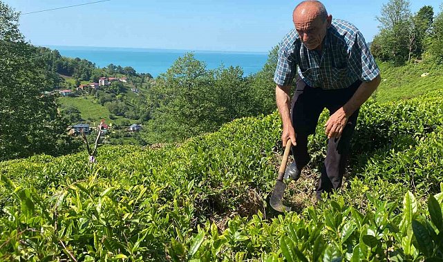 Kafkas engereği çay üreticisinin korkulu rüyası oldu