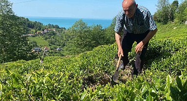 Kafkas engereği çay üreticisinin korkulu rüyası oldu