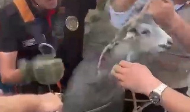 Kahramanmaraş'ta kuyuya düşen keçi kurtarıldı