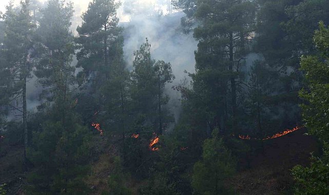 Kahramanmaraş'ta orman yangını