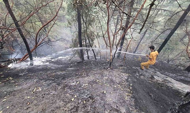 Kahramanmaraş'taki orman yangını kontrol altına alındı: 5,5 hektar zarar gördü