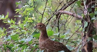 Kahverengi kokarcaya karşı sülün