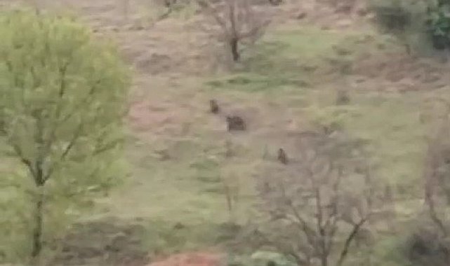 Karabük'te ayılar ve domuzlar cep telefonu kamerasıyla görüntülendi