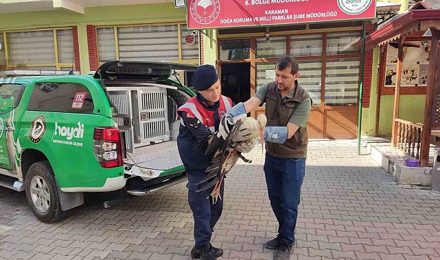Karaman'da yaralı leylek koruma altına alındı