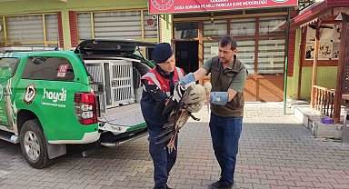 Karaman'da yaralı leylek koruma altına alındı