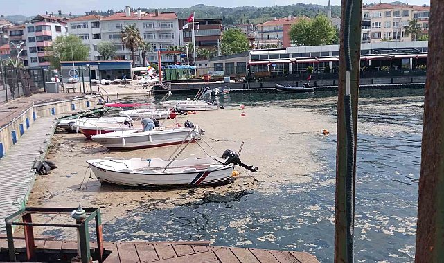 Karamürsel sahili müsilajla kaplandı