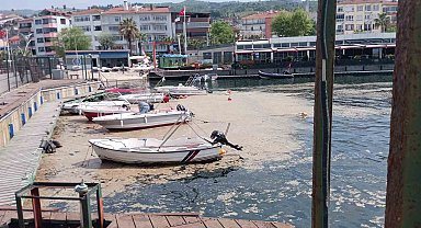 Karamürsel sahili müsilajla kaplandı