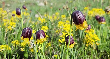 Karayazı'da Ters Lale Festivali coşkusu