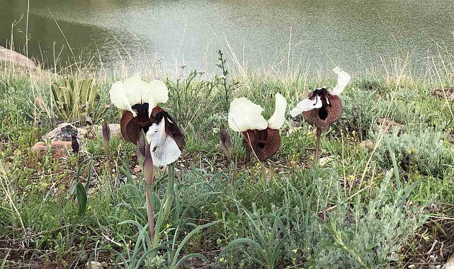 Kars'ta 'kurt kulağı' çiçeği göz kamaştırdı