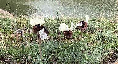 Kars'ta 'kurt kulağı' çiçeği göz kamaştırdı