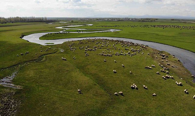 Kars'ta meralarda hayvan sesleri yükseliyor