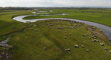 Kars'ta meralarda hayvan sesleri yükseliyor