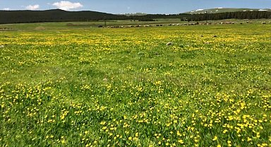 Kars'ta sarıçiçekler görenleri büyülüyor