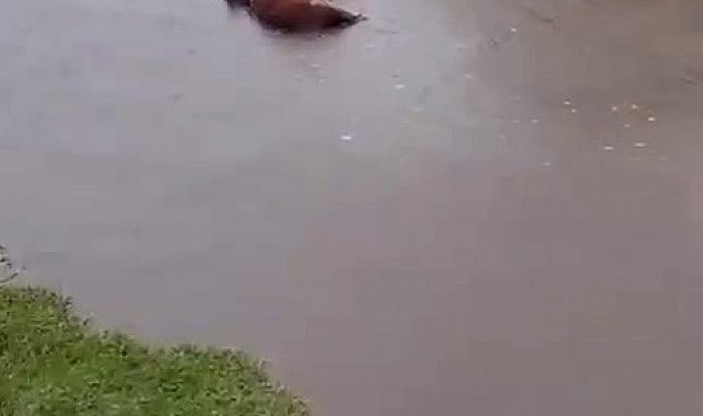 Kars'ta sel sularına kapılan büyükbaş hayvan telef oldu