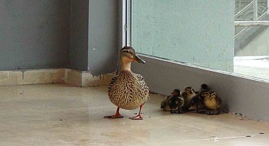 Kars'ta stadyuma yuva yapan yaban ördeği yavruları ile birlikte Kars Çayı'na bırakıldı